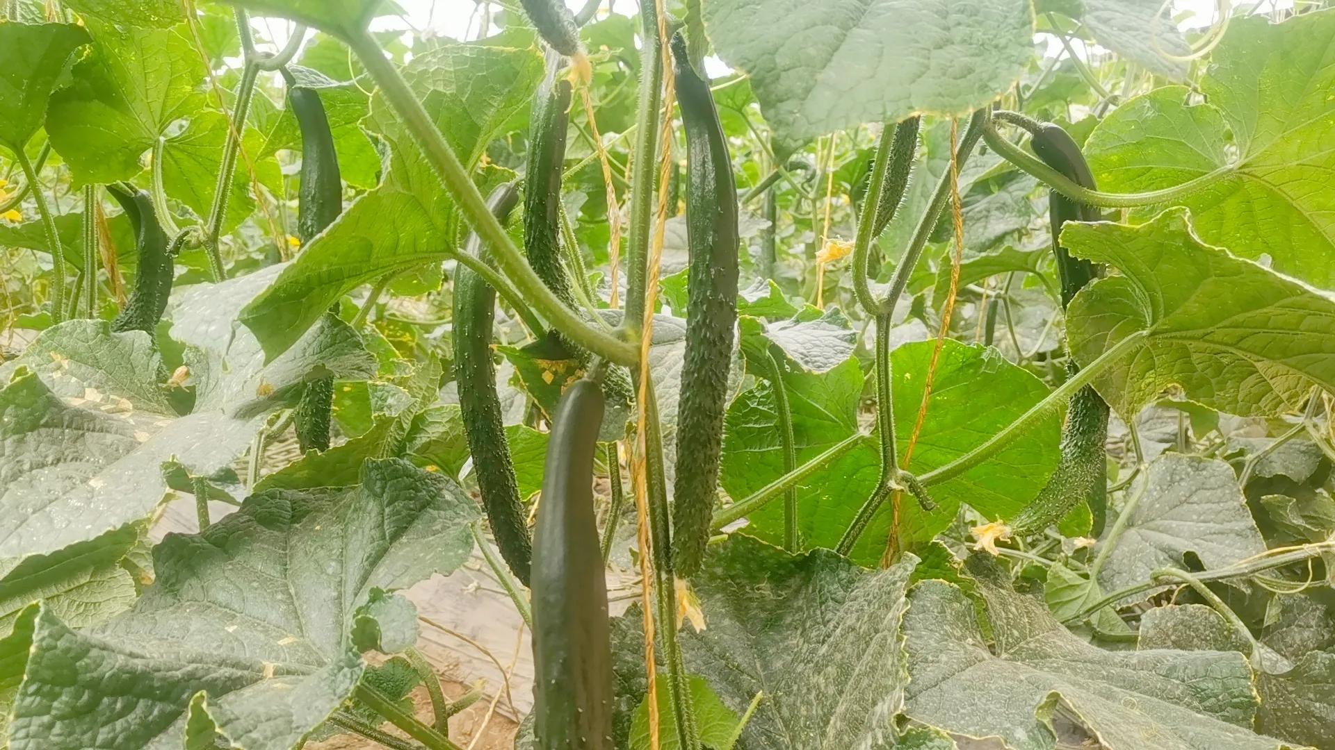 黄瓜啥时可以整枝打杈,黄瓜打杈子的正确方法