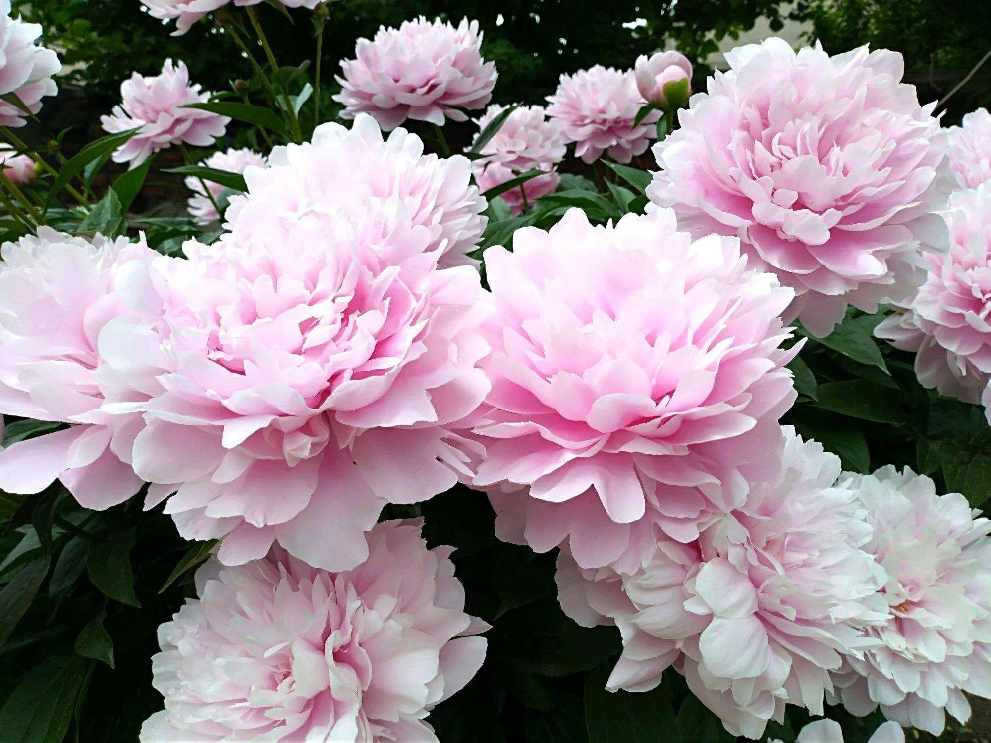 几种常见的花语,常见鲜花习性和花语