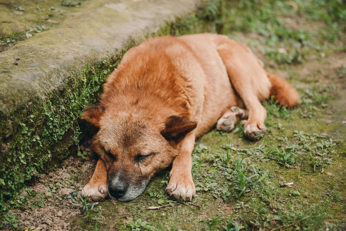 小狗长得可爱，有人想用买两只小猪崽的钱买下它，小主人说多少钱也不卖