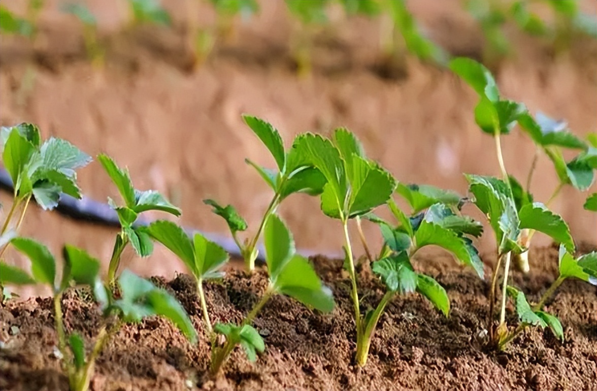 李杏的种子能种吗,杏李栽培要点
