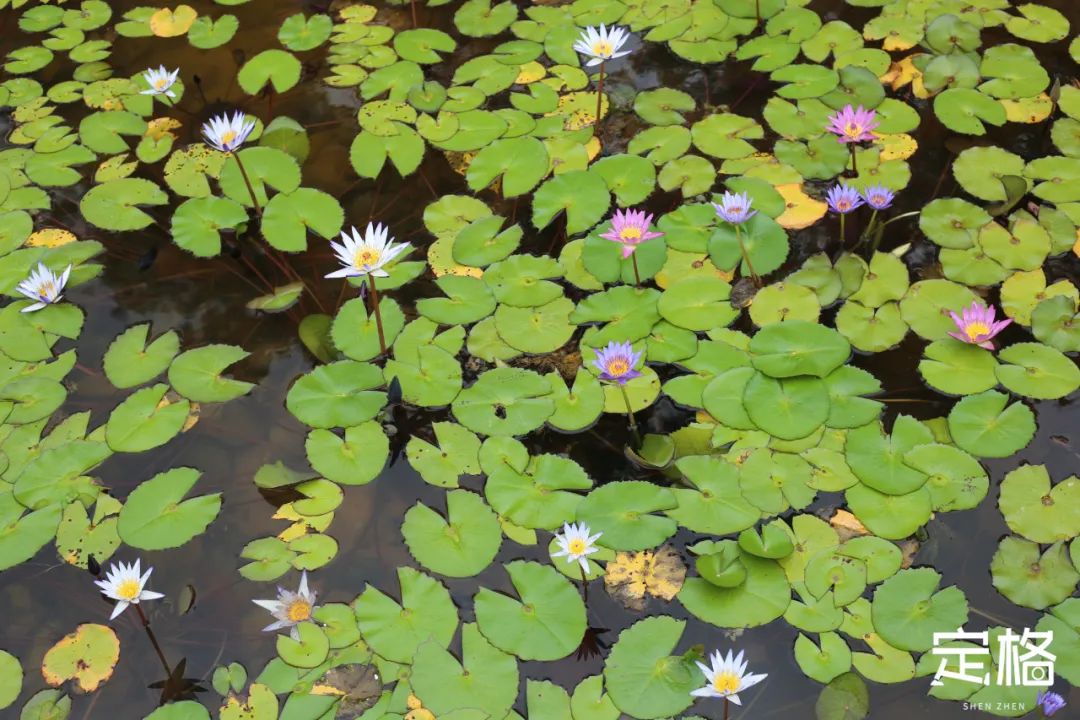 深圳蝴蝶谷花海,深圳湾公园花海3月