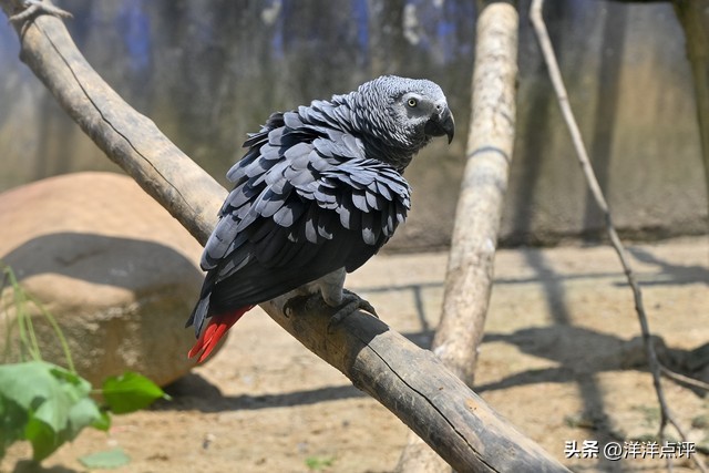 杭州野生动物世界旅游攻略,杭州野生动物世界门票优惠