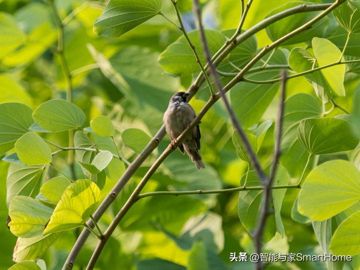 王者归来，它是M4/3的未来式OM-SYSTEMOM-1体验记