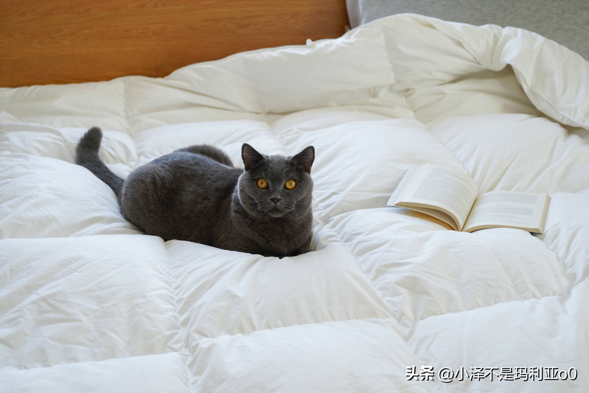 花1000多买被子,花1000买蚕丝被值不值