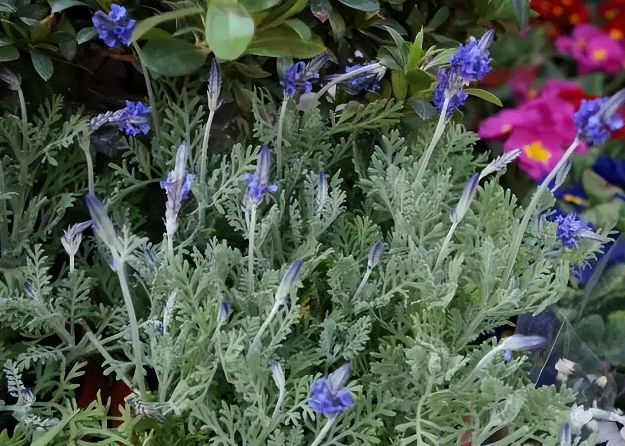 薰衣草，永不褪色的真爱，永不落幕的浪漫｜No.00162