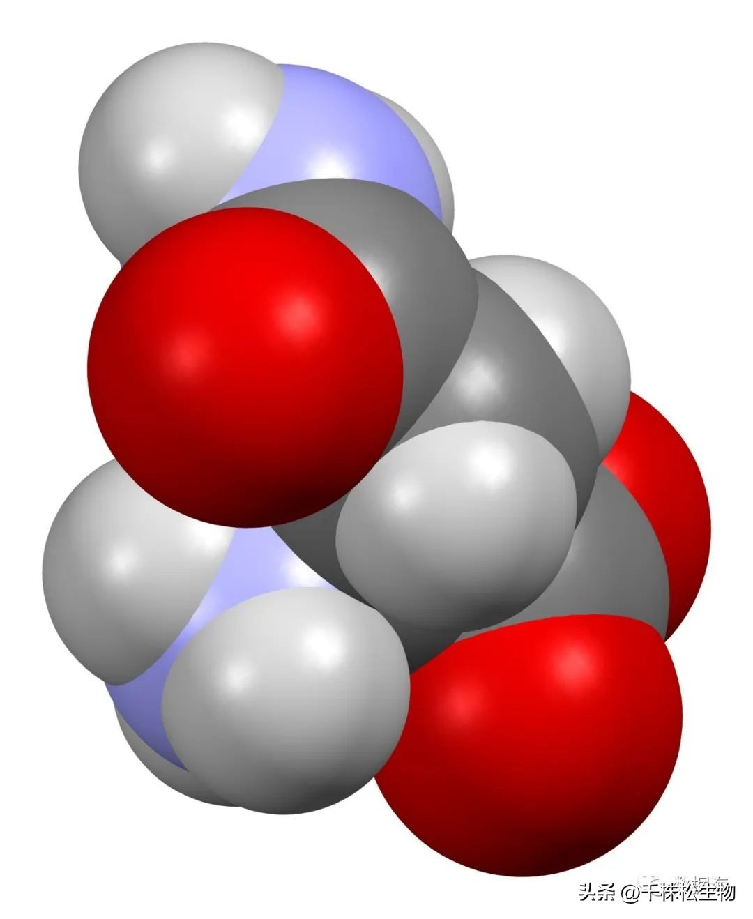 天门冬氨酸属于18种氨基酸吗,天门冬酰胺和天门冬氨酸的区别