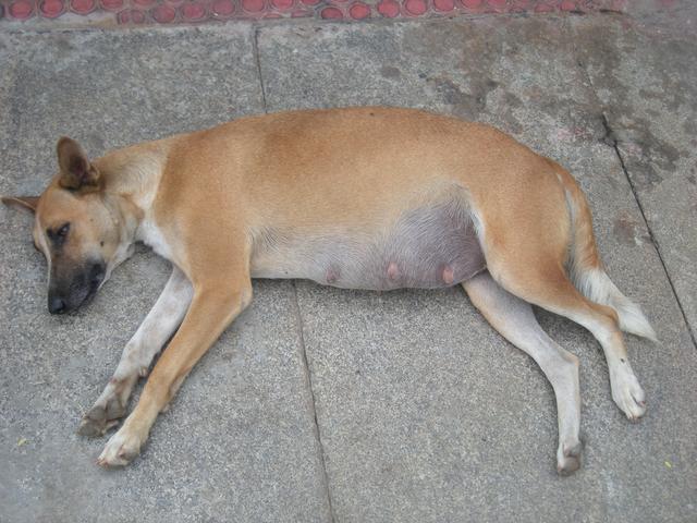 狗狗生病常见的治疗法,小狗生病了怎么救治才行呢