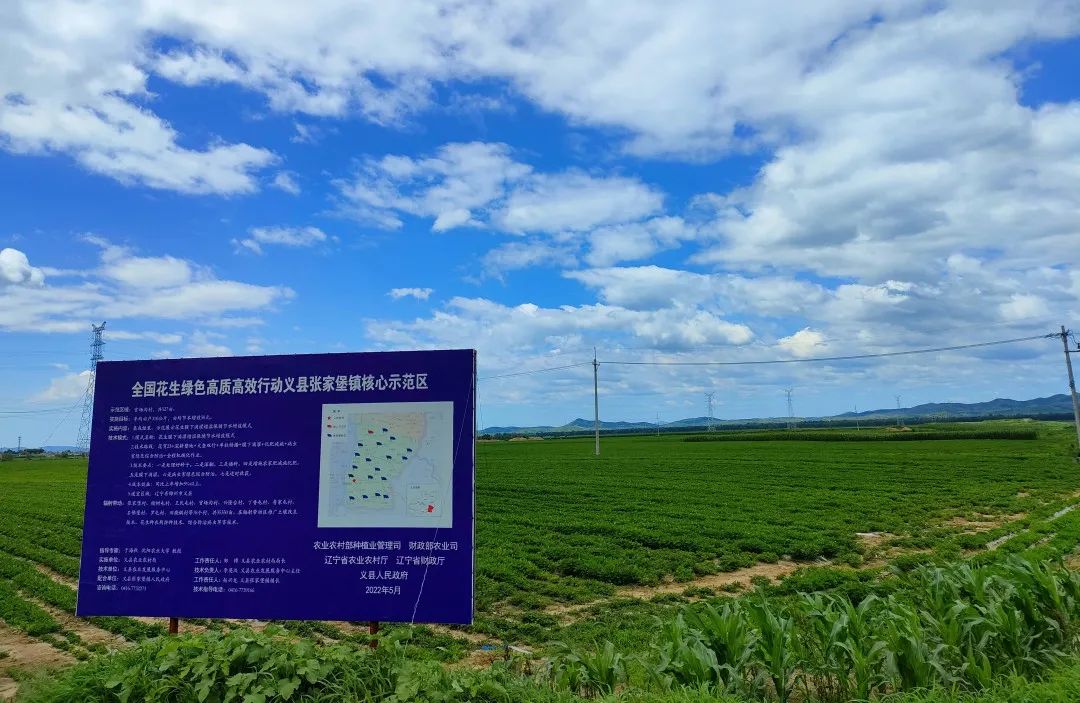 吉县种下小花生收获致富果,义县张家堡花生