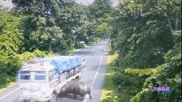 犀牛冲撞车事件,犀牛撞大货车