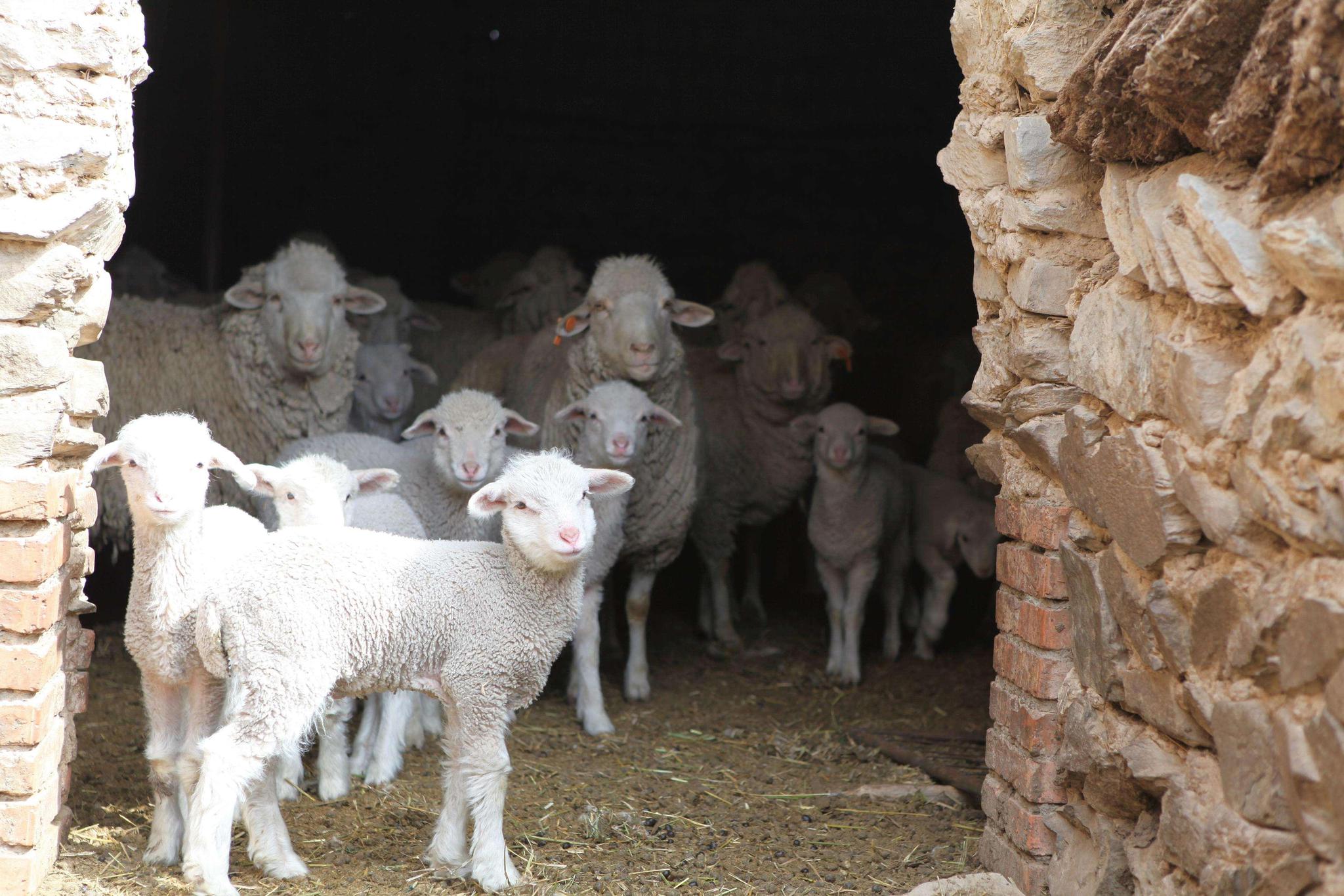 羊尿不下来怎么治疗,羊尿少排尿困难最快最好的土办法