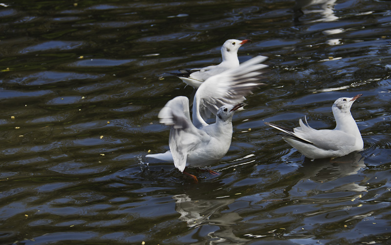 云南旅游昆明海鸥,翠湖昆明旅游攻略
