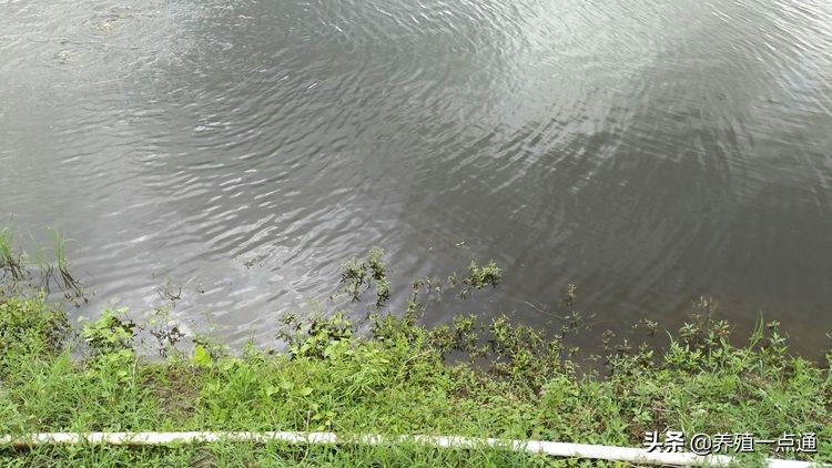 对虾应激肠炎症状及治疗,对虾肠炎防治研究