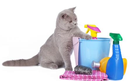 知识分享：猫咪的常见病毒性疾病（一）——猫泛白细胞减少症