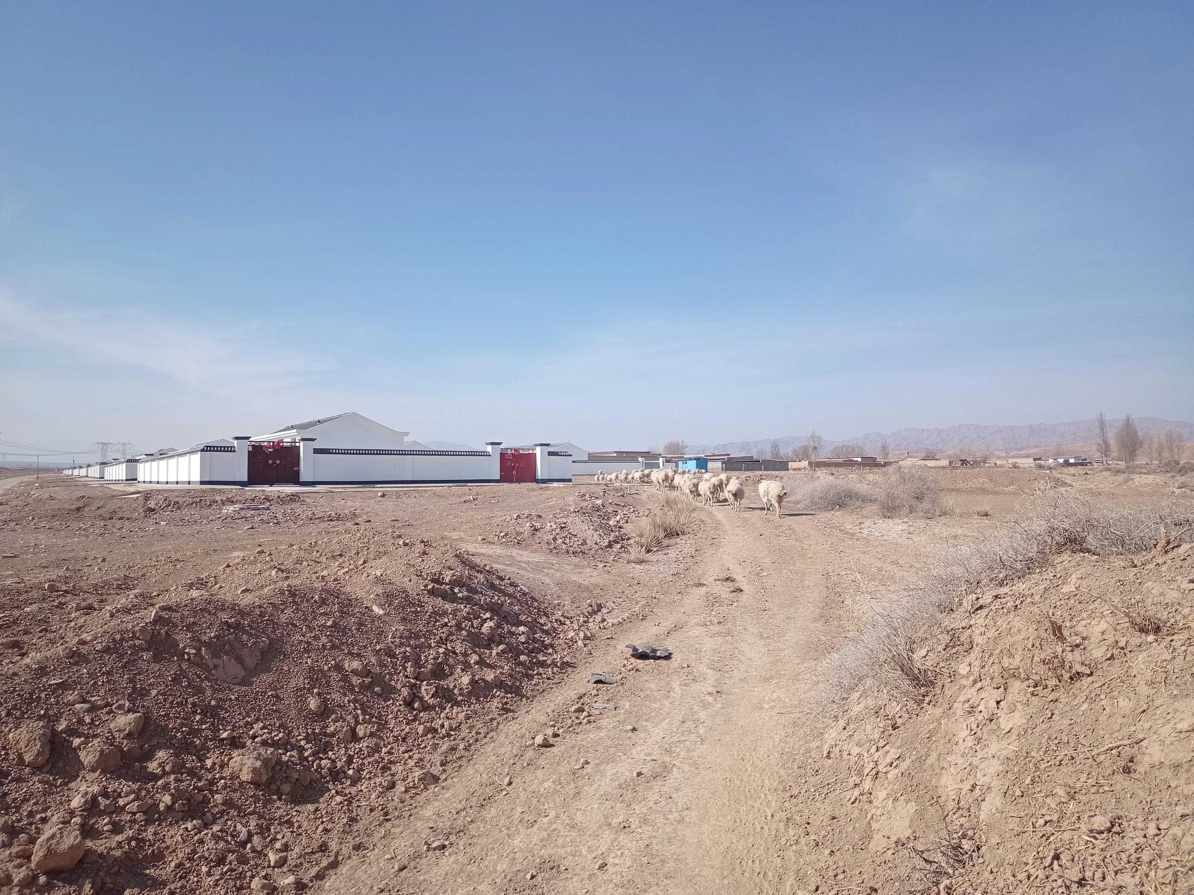 关于养羊的基础问题和技术问题,养羊人必须学会的养羊技术