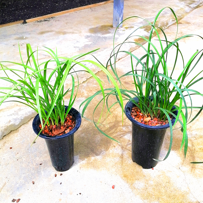 养兰花心情是愉悦的,养兰花对感情有帮助吗