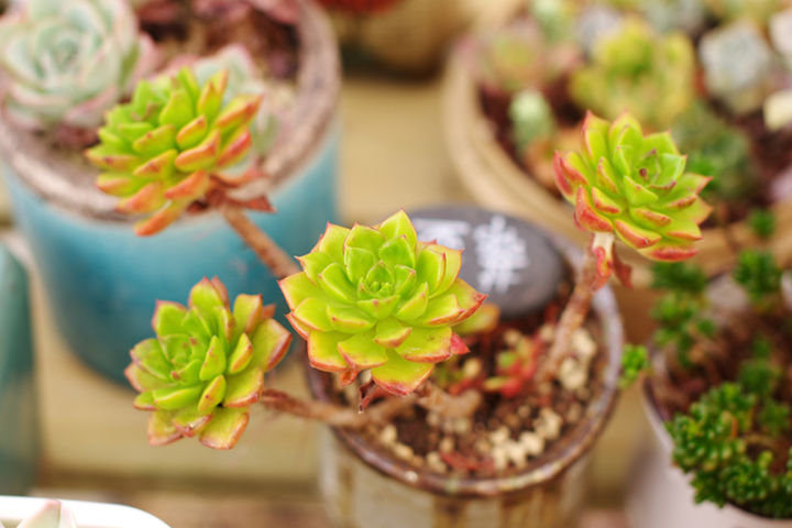 多肉蒂亚玫瑰怎么养,多肉蒂亚怎么养才能爆盆