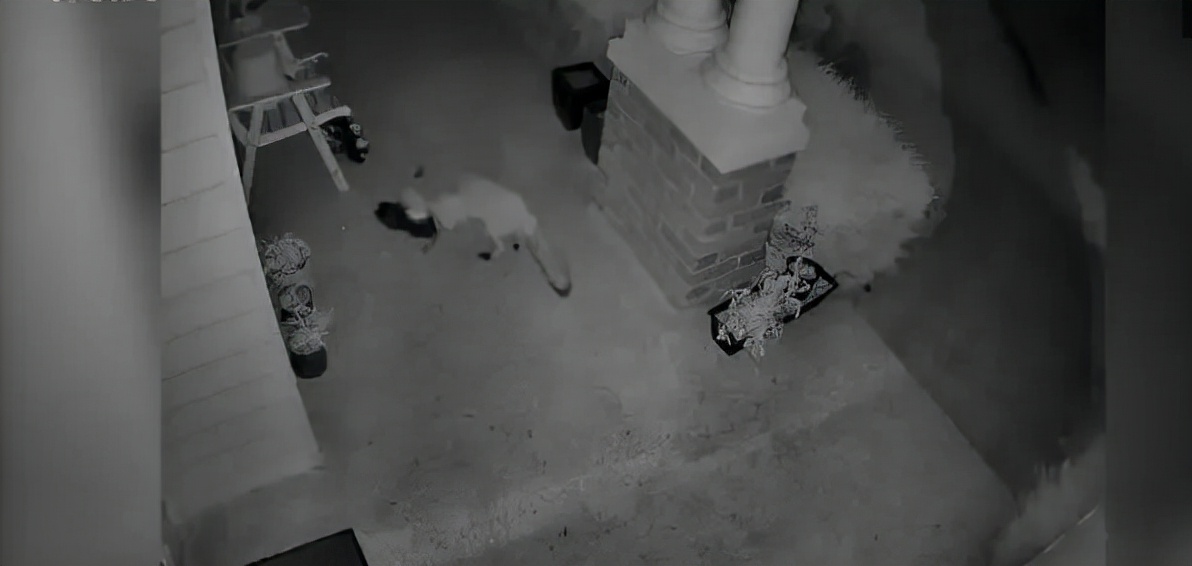 动物报复人类事例的真实故事,动物复仇的真实事件