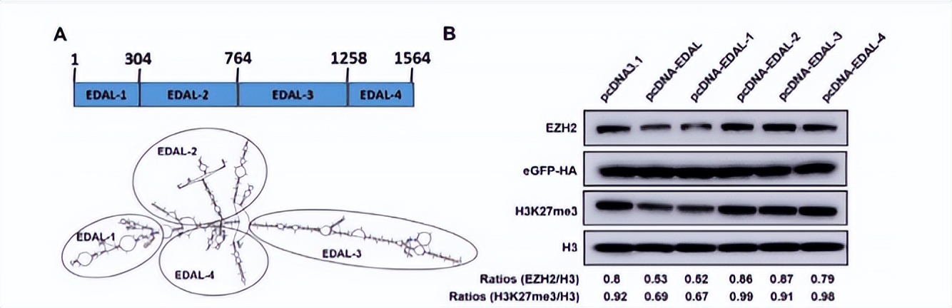 毛滴虫性妇科炎症甲硝唑,治毛滴虫用甲硝唑好还是替硝唑好