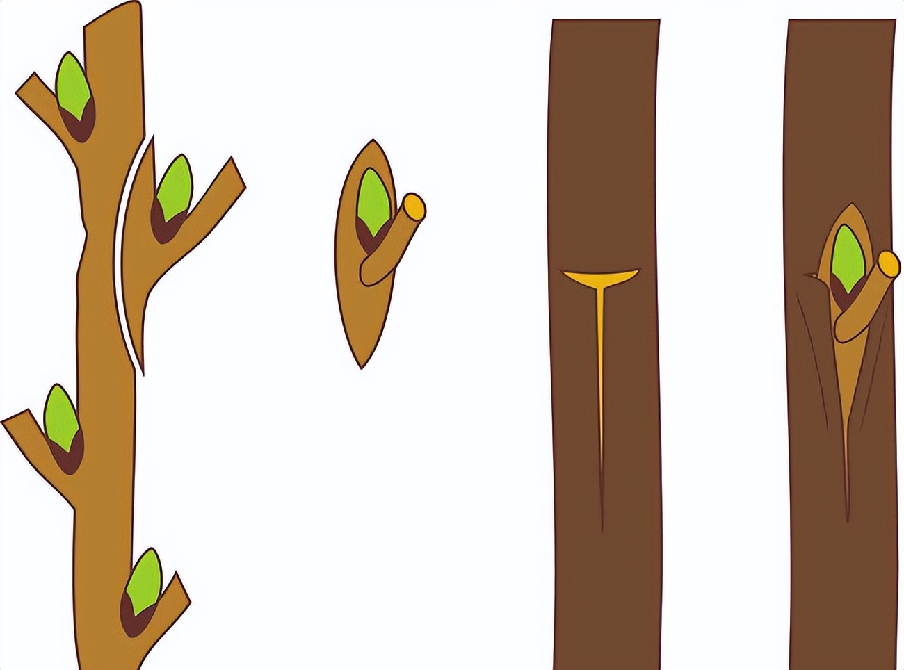 怎样进行各种嫁接？提高成功率的关键因素有哪些？