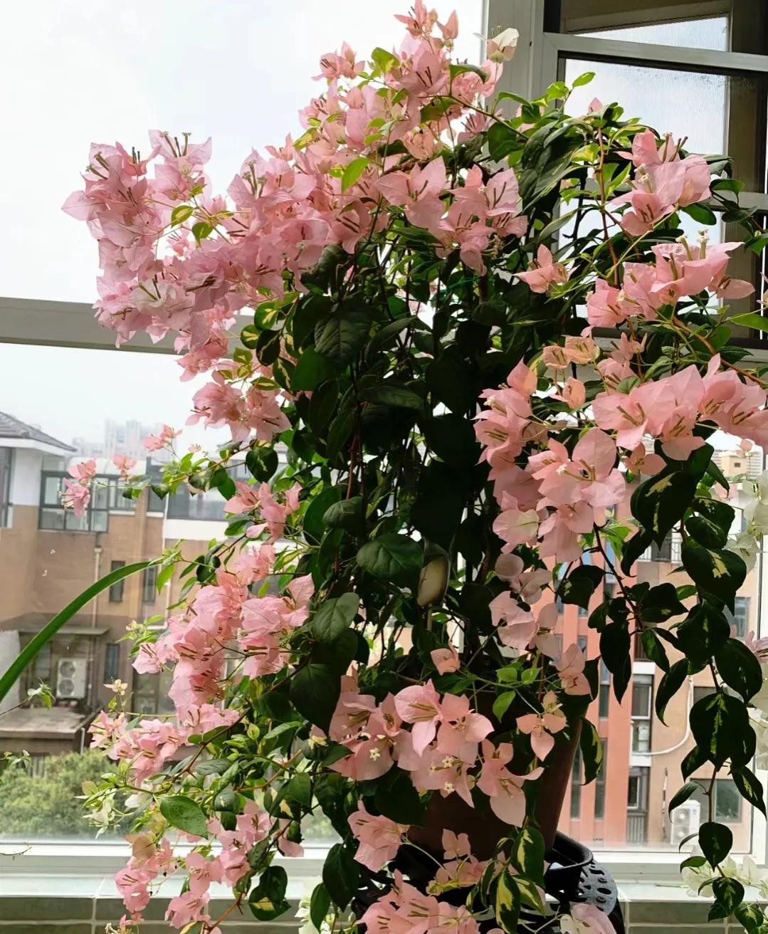 90后将天台改造成空中花园,90后姑娘回家改造楼顶花园