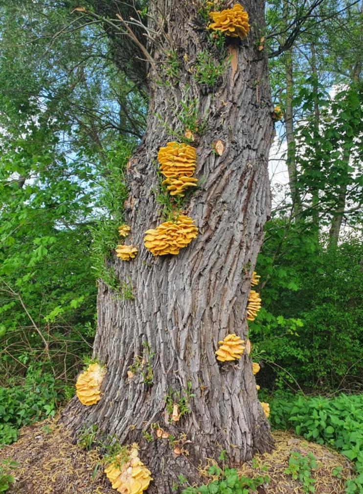 华人美国挖野菜，吃罚单？在纽约是这样挖蕨菜、韭菜、荠菜的