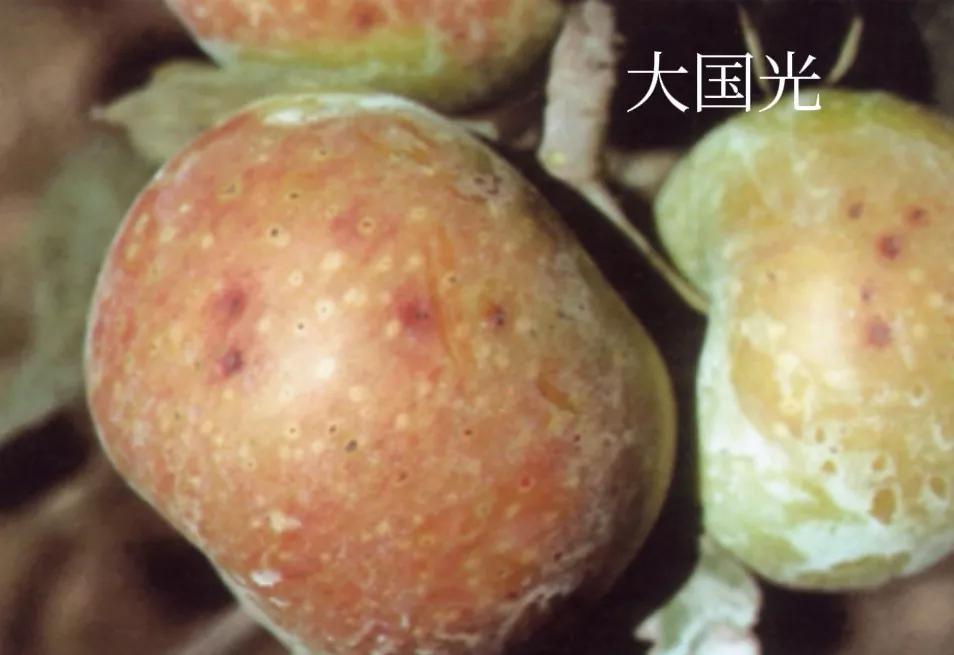 辽南红富士苹果,辽南苹果介绍