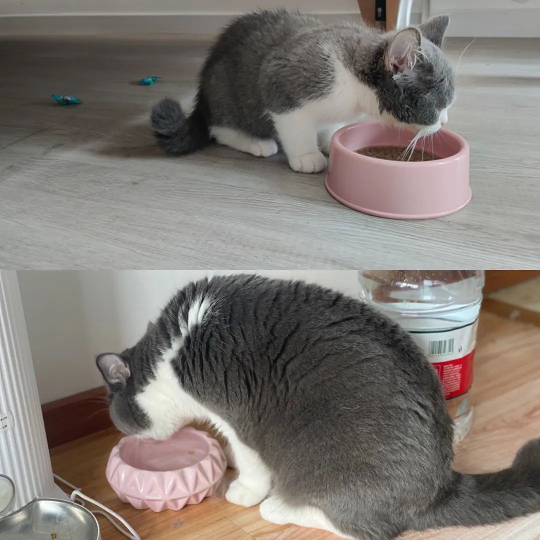 毛毛宠城堡新宠:登登|写给我的小猫咪