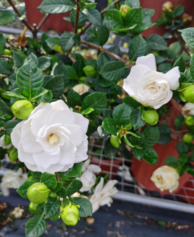 养水牛种什么草最好养,高温下雨后养兰花