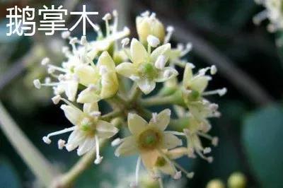 鸭脚木又叫鹅掌柴吗,鹅掌柴学名