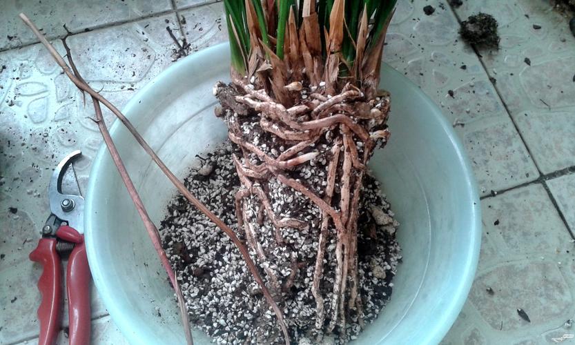 施肥施不好花易烧根怎么解救,观赏植物肥料施多了烧根怎么办