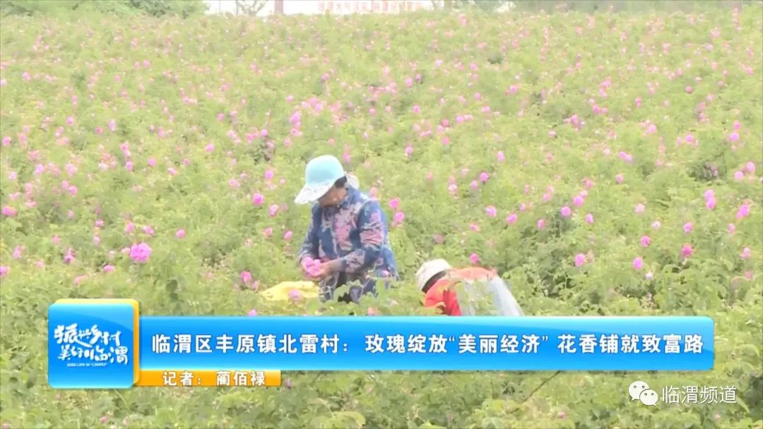《振兴乡村美好临渭》临渭区丰原镇北雷村：玫瑰绽放“美丽经济”花香铺就致富路