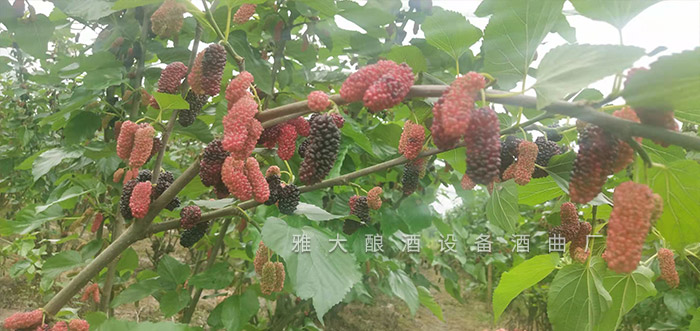 雅大酒业发酵技术,雅大果酒酿酒技术