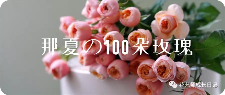 100朵玫瑰vol.50|烟花波浪玫瑰，菊里菊气，花开如烟火