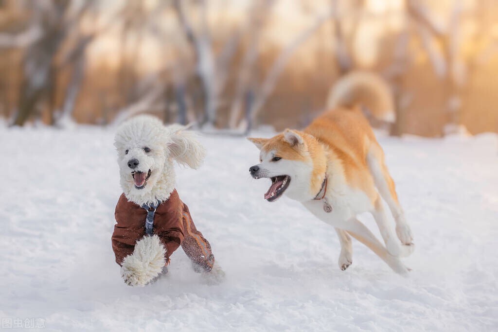 贵宾犬的生活常识,贵宾犬冷知识100条