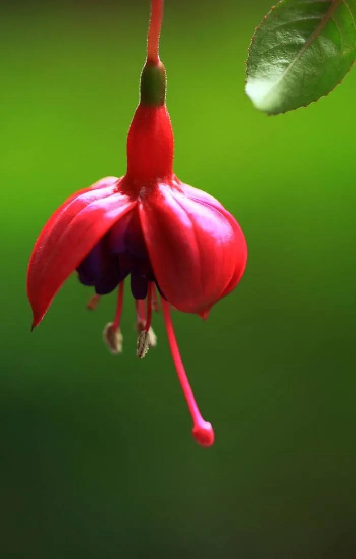 花朵壁纸横版,花朵招财壁纸
