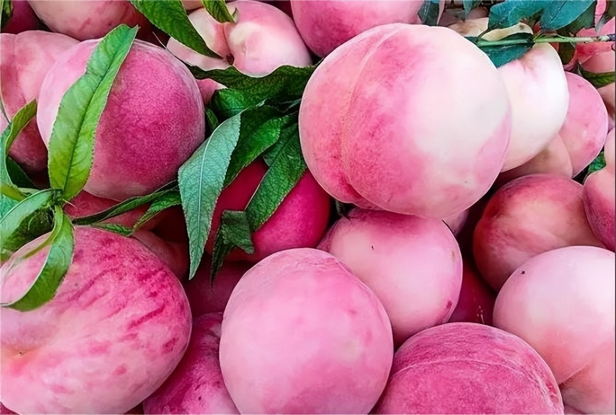 桃子狗狗能吃吗,狗狗可以吃桃吗