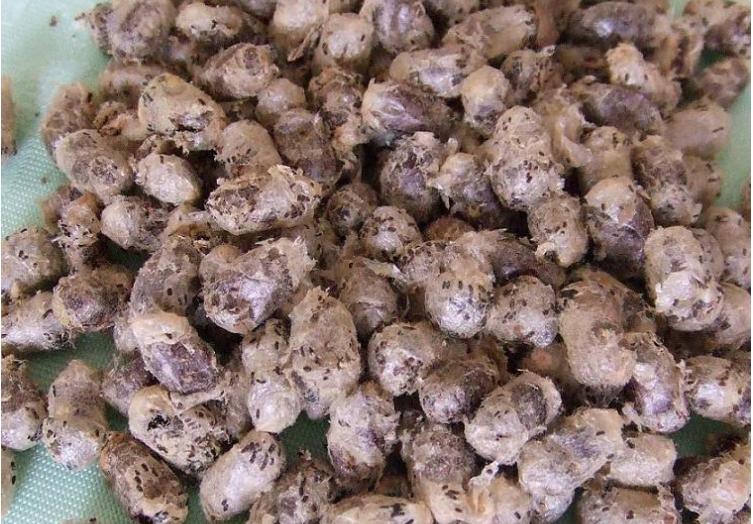 大棚壁蜂授粉,壁蜂授粉的原因和方法