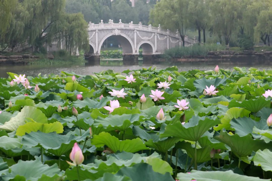 临沂夏日荷花盛开,临沂的荷花火了