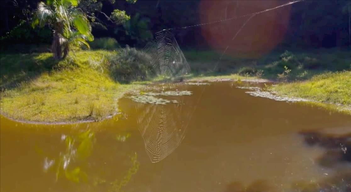 蜘蛛一次能产多少仔,蜘蛛一次可以吐几根丝