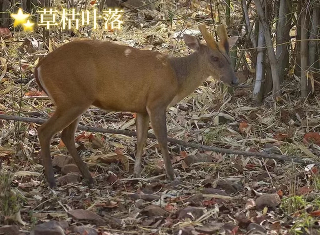“野生麂子”·山中之灵