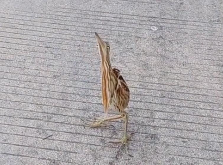 男子户外遇怪鸟受伤全身雪白带灰,湖北一男子回家途中看见一只怪鸟