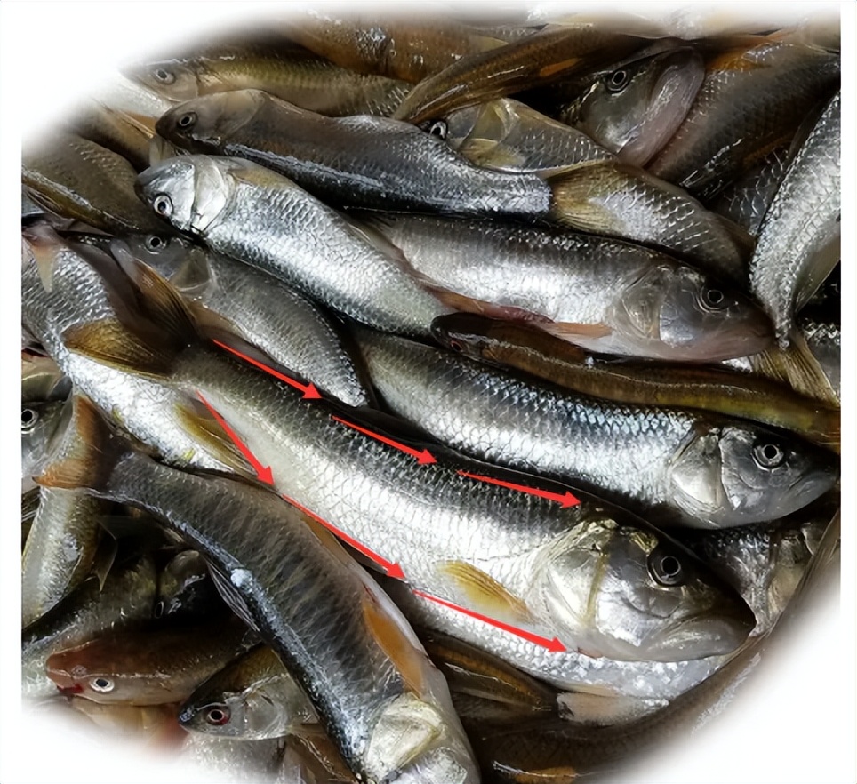 野生鱼，你买对了吗？