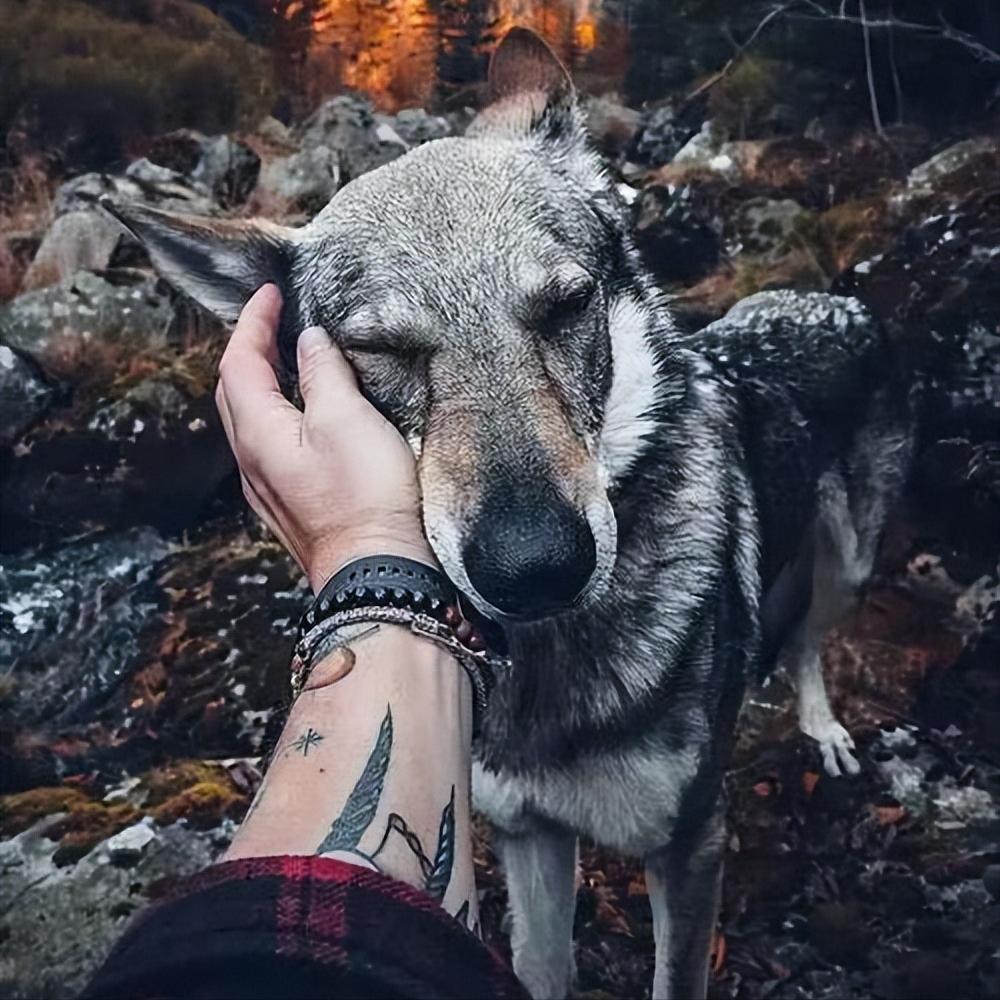 最像狼的狗捷克狼犬,捷克狼犬到底有多帅