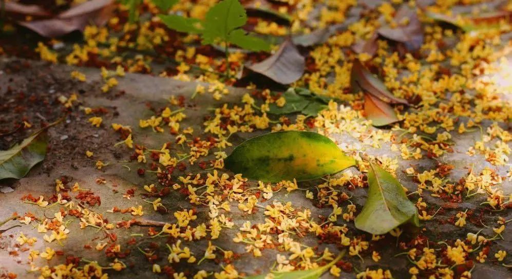 贾平凹自在独行越活越好,贾平凹日子过得才有意义