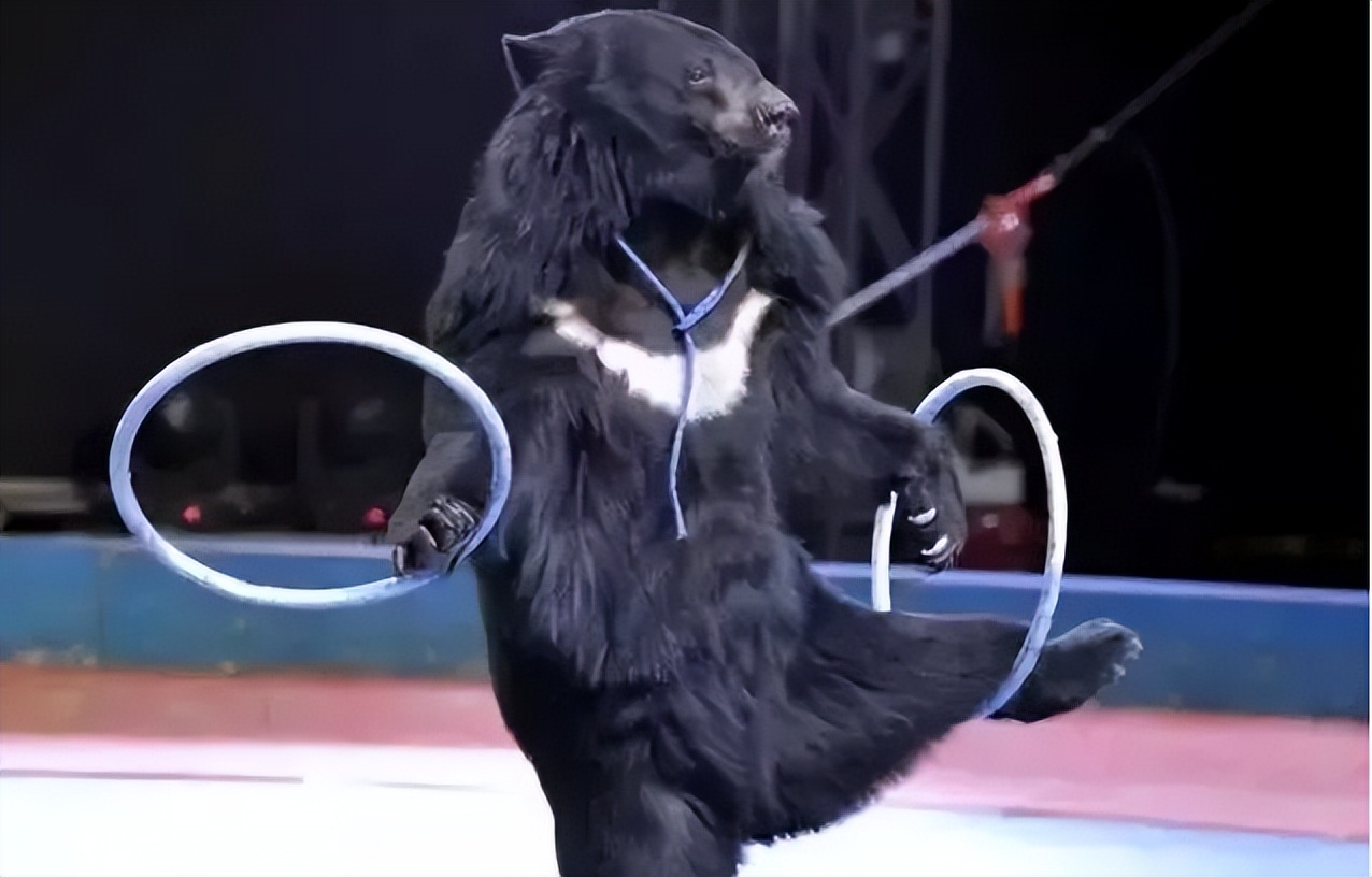 俄罗斯国粹国家大马戏,俄罗斯国粹芭蕾舞