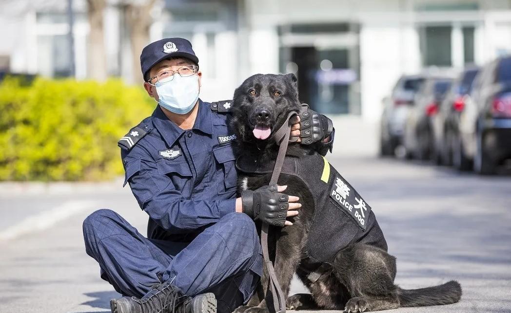 看看特别聪明又有灵性的警犬,三种最聪明的警犬