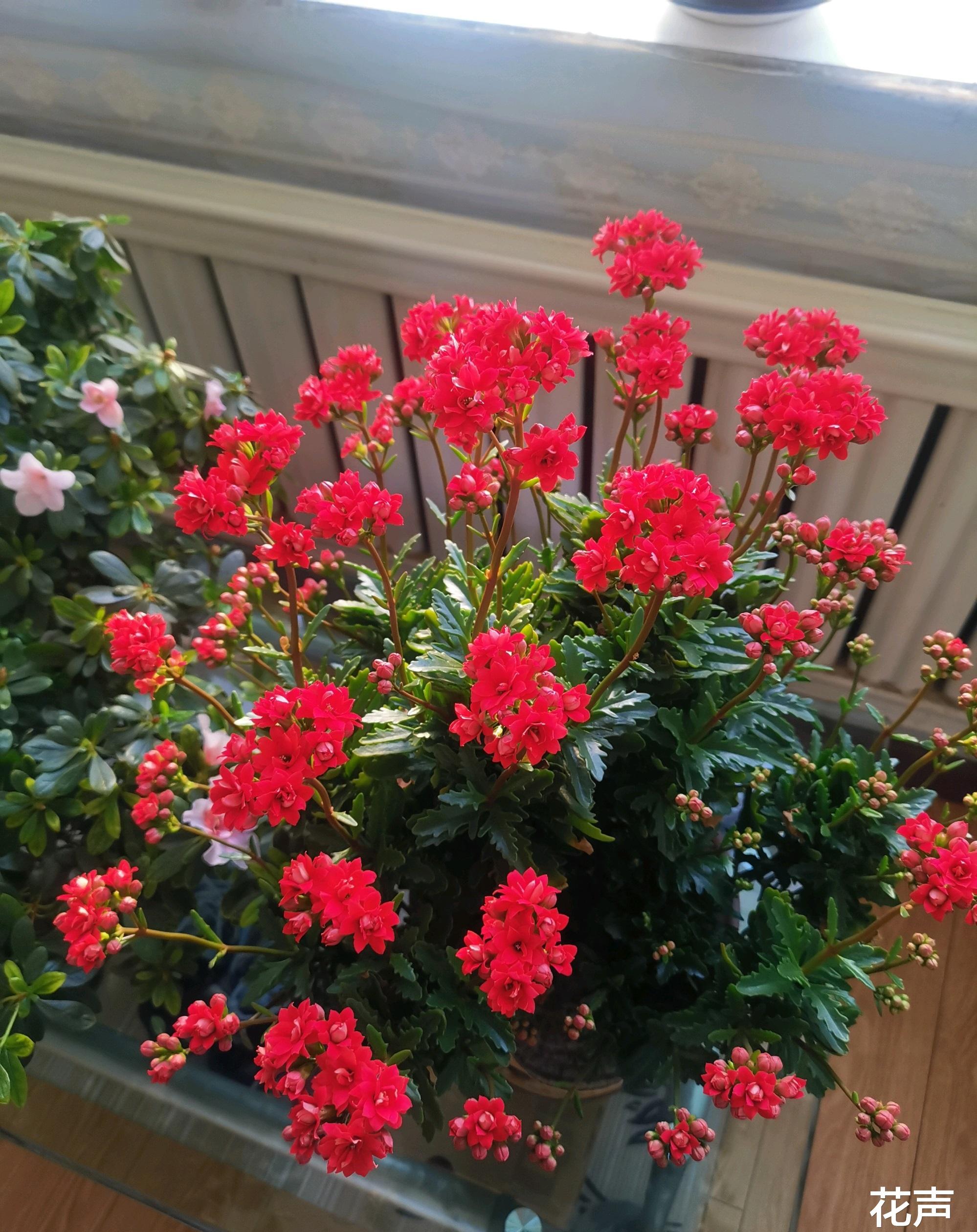 阳台养红苹果月季,红宝石花卉怎么养