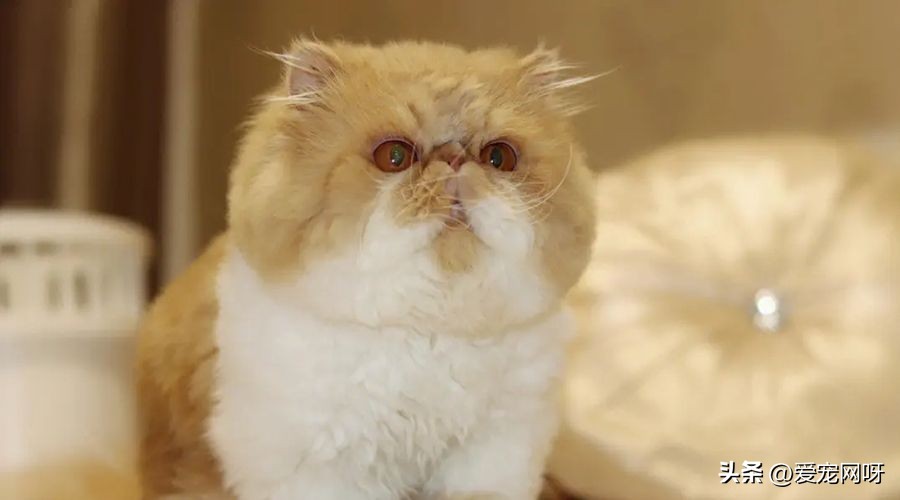 玳瑁猫咪是什么品种,猫咪品种大全及图片