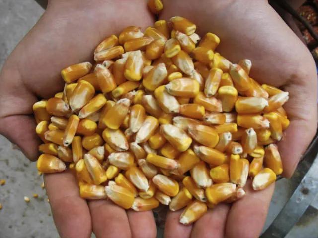 玉米高产新品种联创808产量怎么样,亩产3000斤玉米品种有哪些