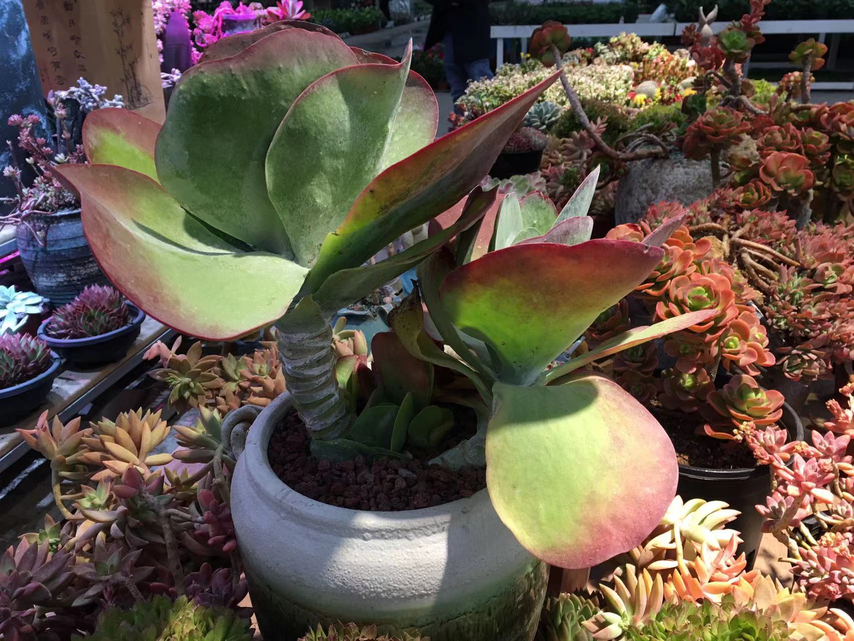 成都春天花卉市场哪里最便宜,成都温江区最便宜的花卉市场